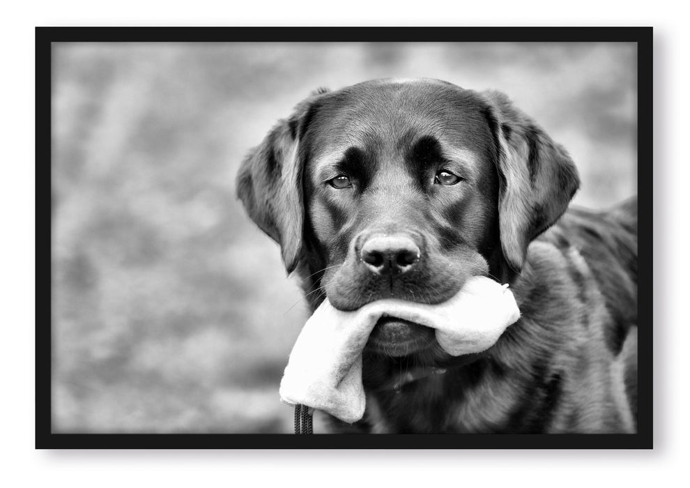 Pixxprint schwarzer Labrador mit Spielzeug, Poster mit Bilderrahmen