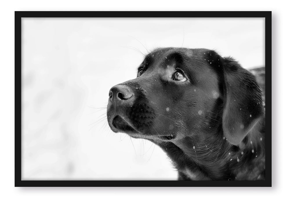 Pixxprint Schwarzer Labrador im Schnee, Poster mit Bilderrahmen