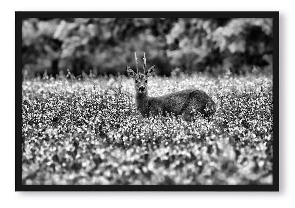 Pixxprint junger Hirsch auf Wildwiese, Poster mit Bilderrahmen