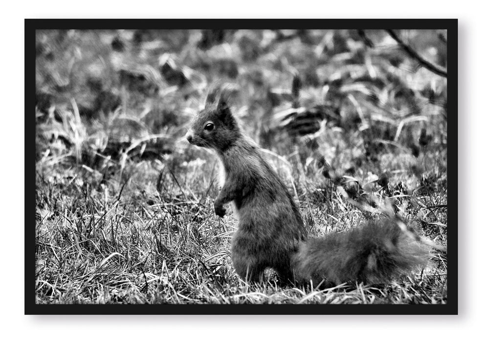 Pixxprint Eichhörnchen auf Boden, Poster mit Bilderrahmen