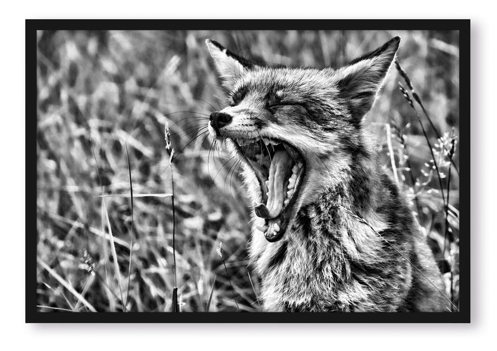 Pixxprint müder Fuchs auf Wildwiese, Poster mit Bilderrahmen