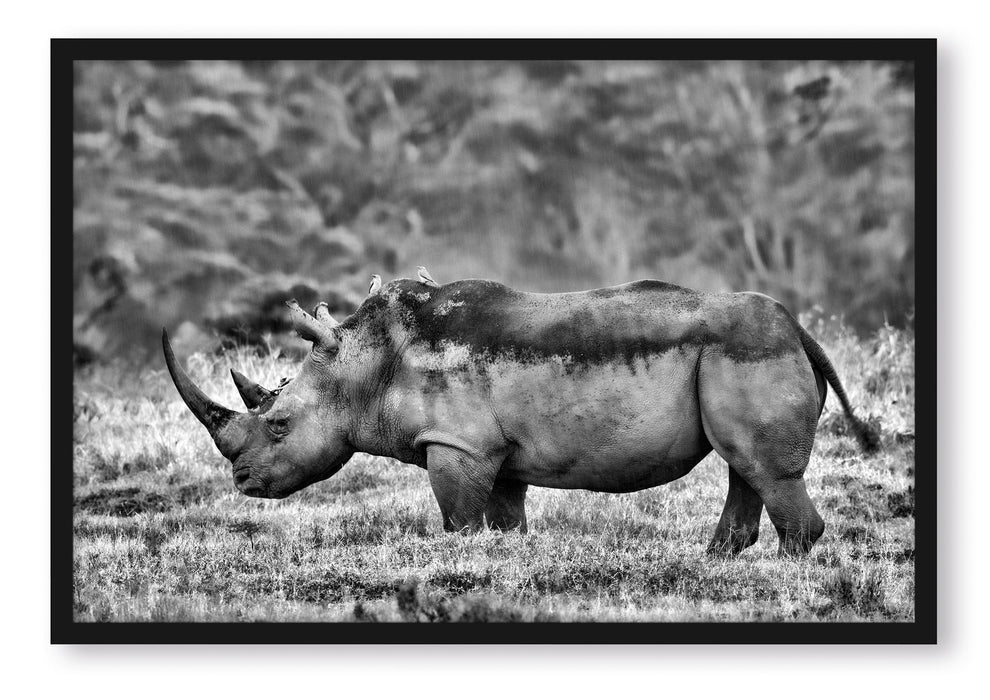 Pixxprint großes Nashorn in der Savanne, Poster mit Bilderrahmen