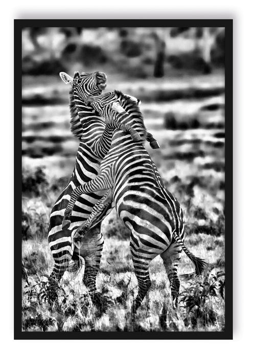 Pixxprint kämpfende Zebras, Poster mit Bilderrahmen