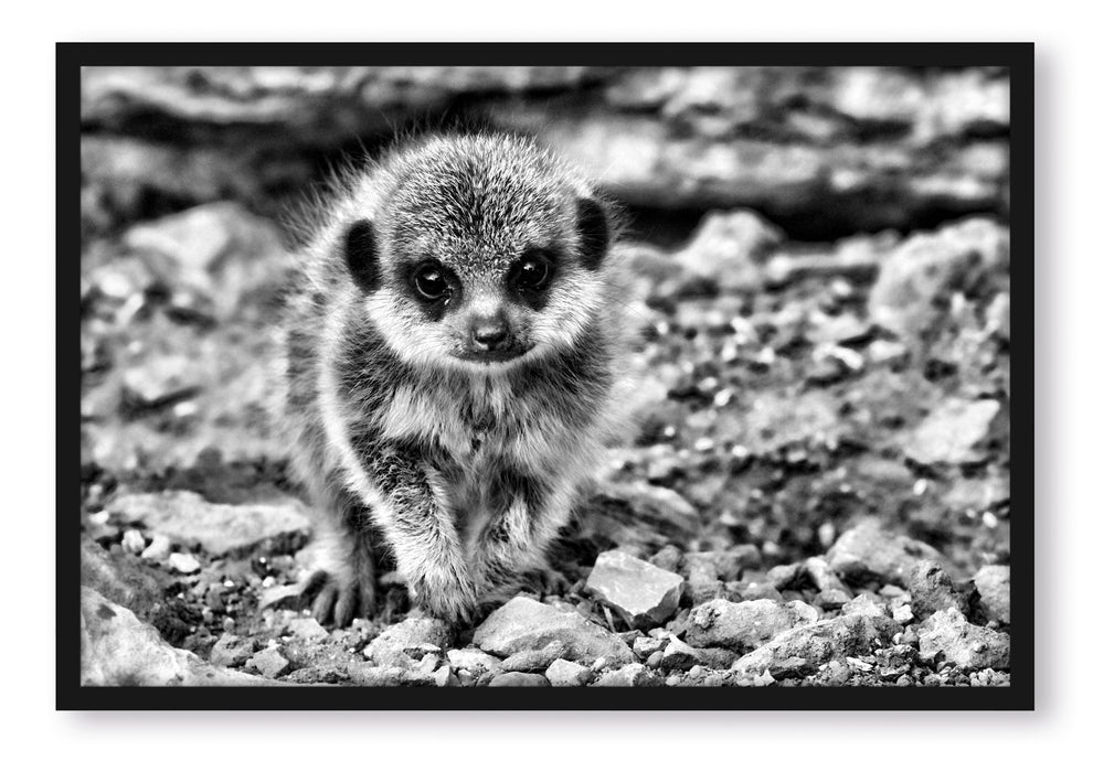 Pixxprint Erdmännchen zwischen Steinen, Poster mit Bilderrahmen