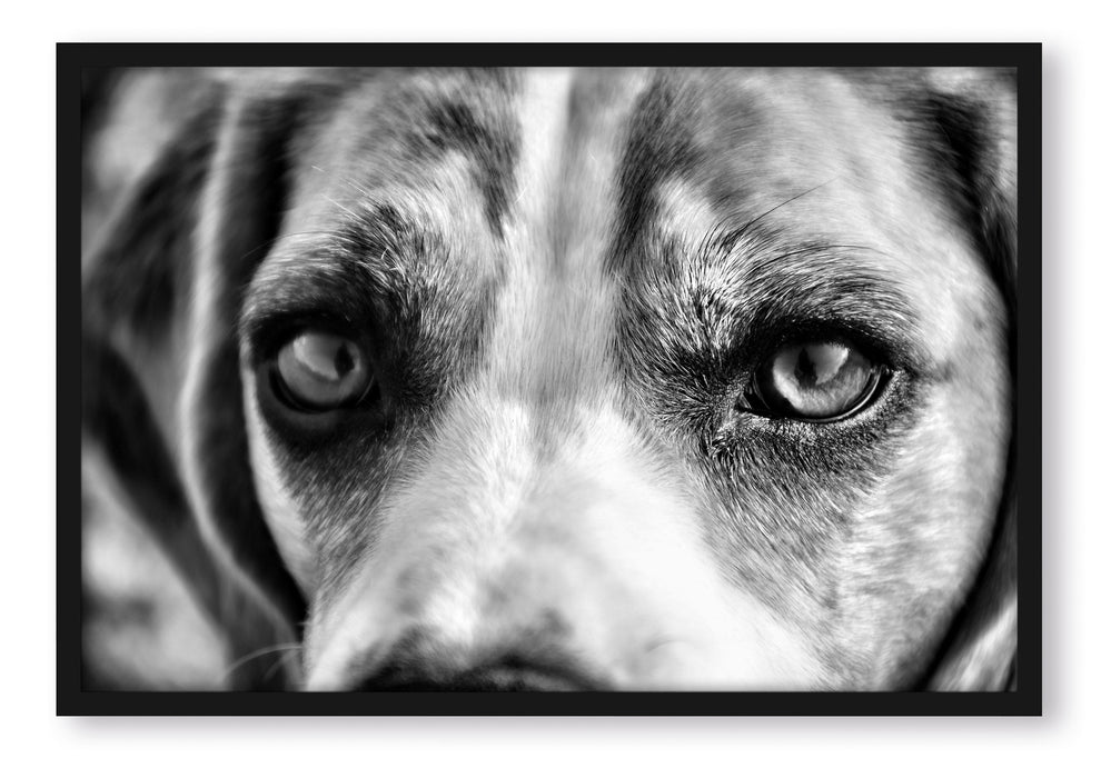 Pixxprint große Beagle-Augen, Poster mit Bilderrahmen