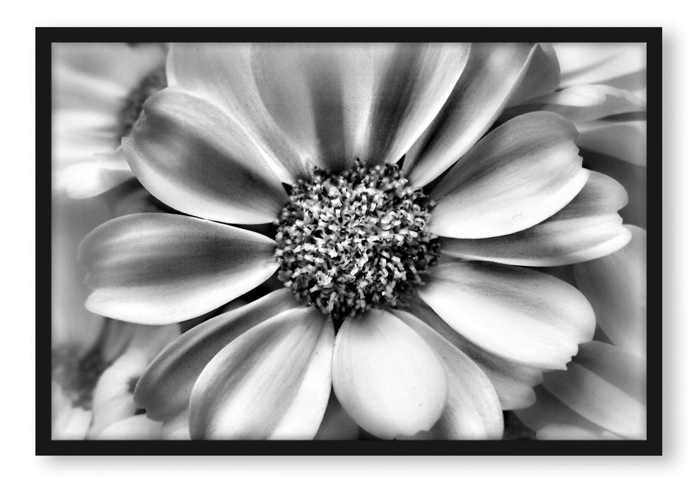 Pixxprint kleine weiße zarte Blüte, Poster mit Bilderrahmen