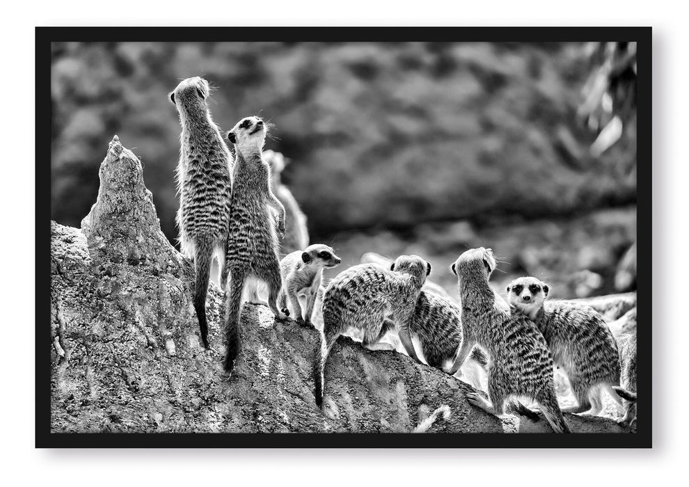 Pixxprint große Erdmännchen Familie, Poster mit Bilderrahmen