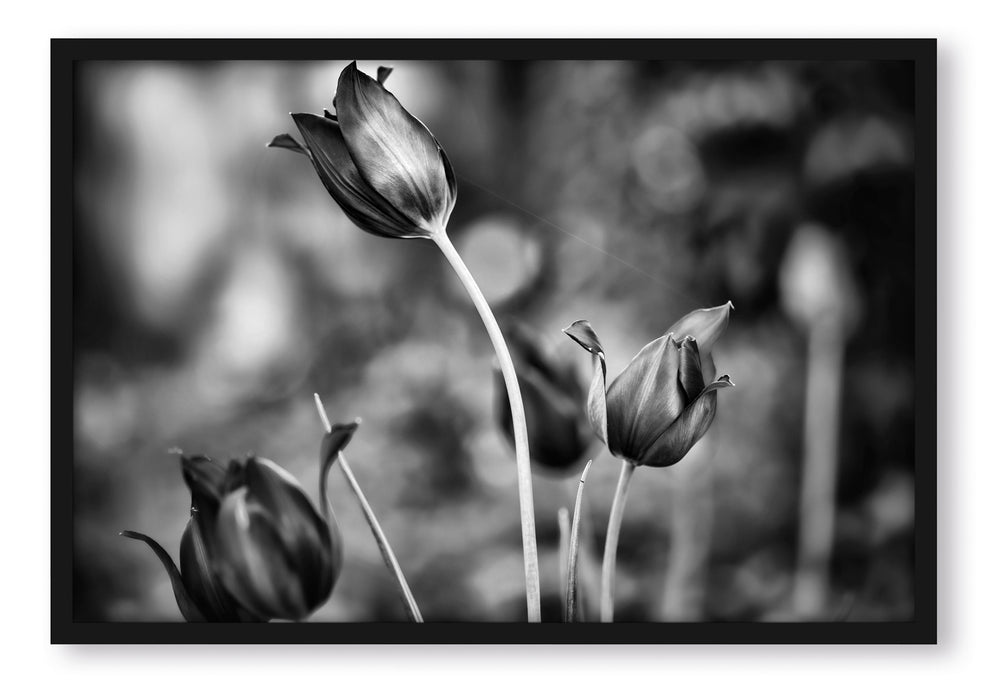 Pixxprint Tulpen im Abendlicht, Poster mit Bilderrahmen