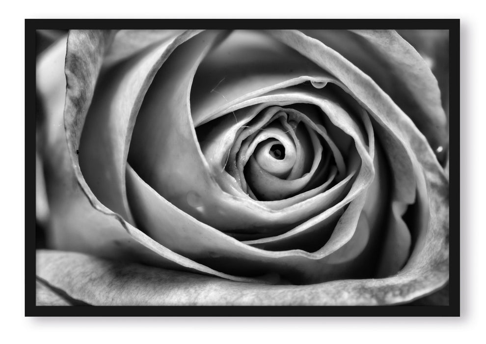 Pixxprint Anmutige gelbe geschlossene Rose, Poster mit Bilderrahmen