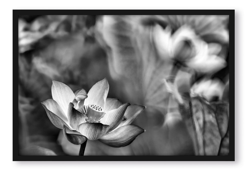 Wunderschöne Lotusblüten, Poster mit Bilderrahmen
