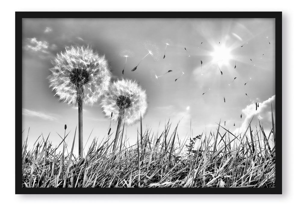 Pixxprint Pusteblumen auf Frühlingswiese, Poster mit Bilderrahmen