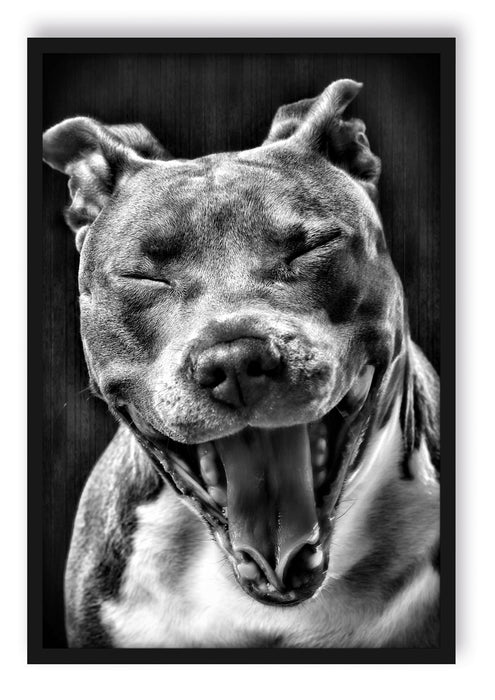 Pixxprint Lachender Pitbull, Poster mit Bilderrahmen