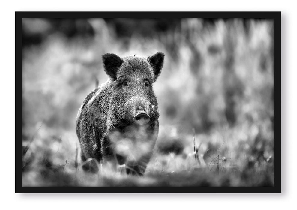 Pixxprint Stolzes Wildschwein im Wald, Poster mit Bilderrahmen