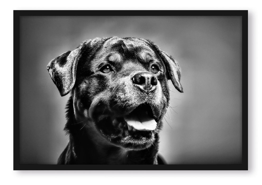 Pixxprint Treuer Rottweiler, Poster mit Bilderrahmen