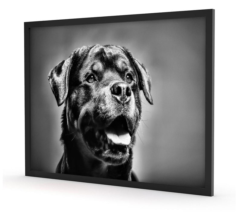 Treuer Rottweiler, Poster mit Bilderrahmen