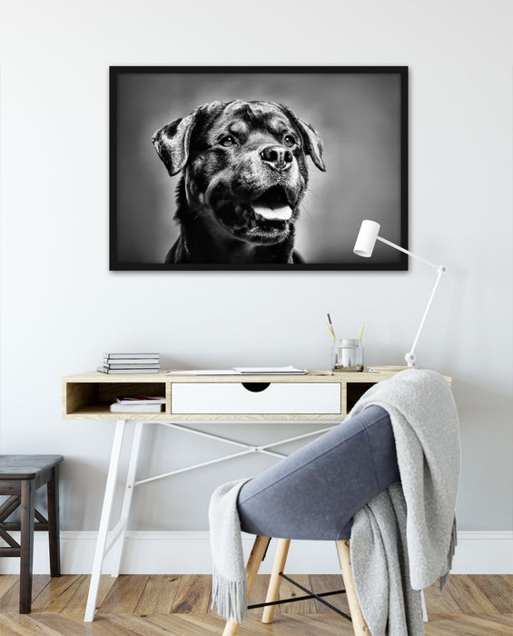 Treuer Rottweiler, Poster mit Bilderrahmen