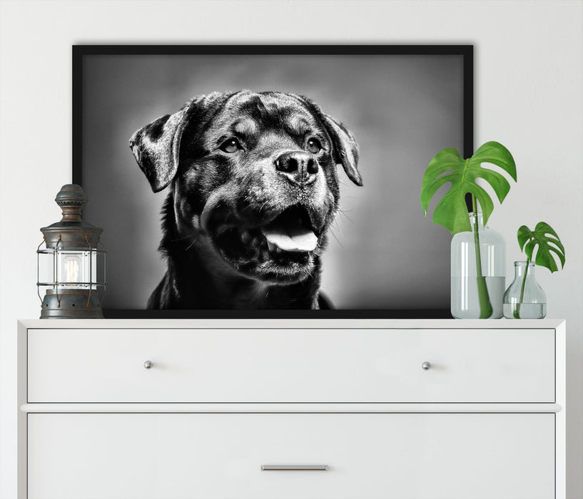 Treuer Rottweiler, Poster mit Bilderrahmen