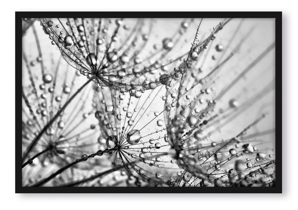Pixxprint Pusteblumen Tau, Poster mit Bilderrahmen