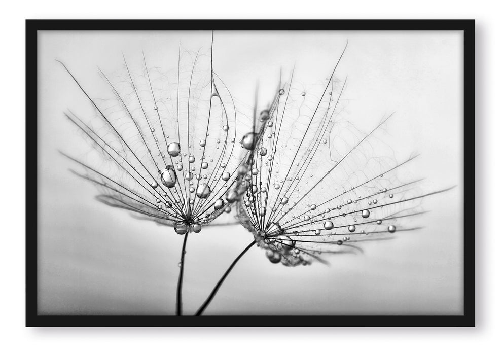Pixxprint Pusteblumen mit Tautropfen, Poster mit Bilderrahmen