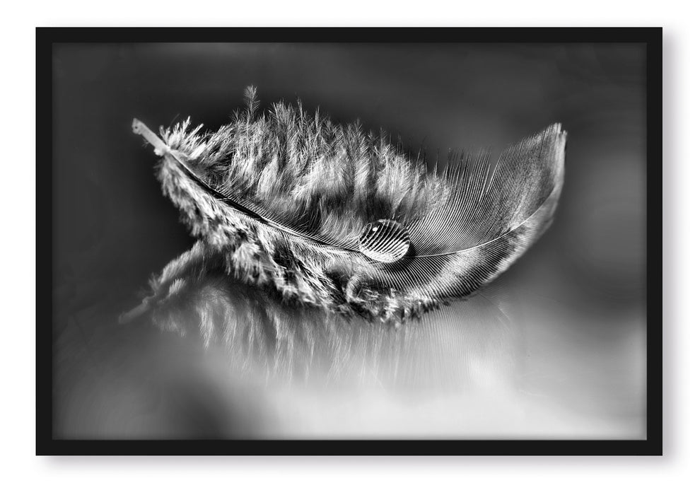 Pixxprint Wassertropfen auf Feder, Poster mit Bilderrahmen