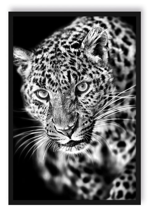 Pixxprint Anmutiger Leopard, Poster mit Bilderrahmen