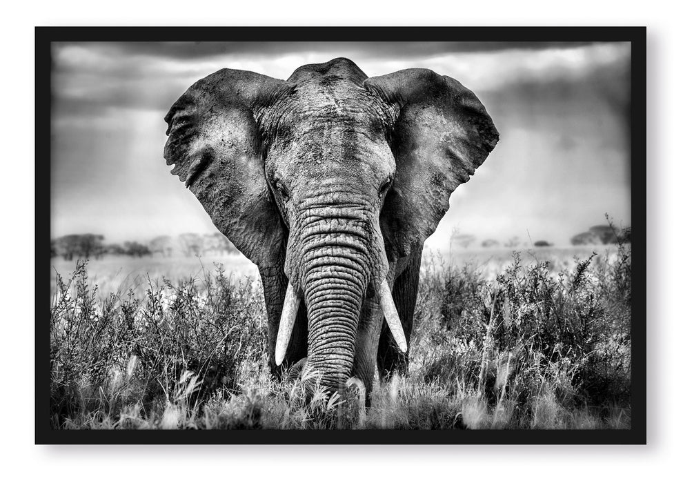 Pixxprint Imposanter Elefant, Poster mit Bilderrahmen