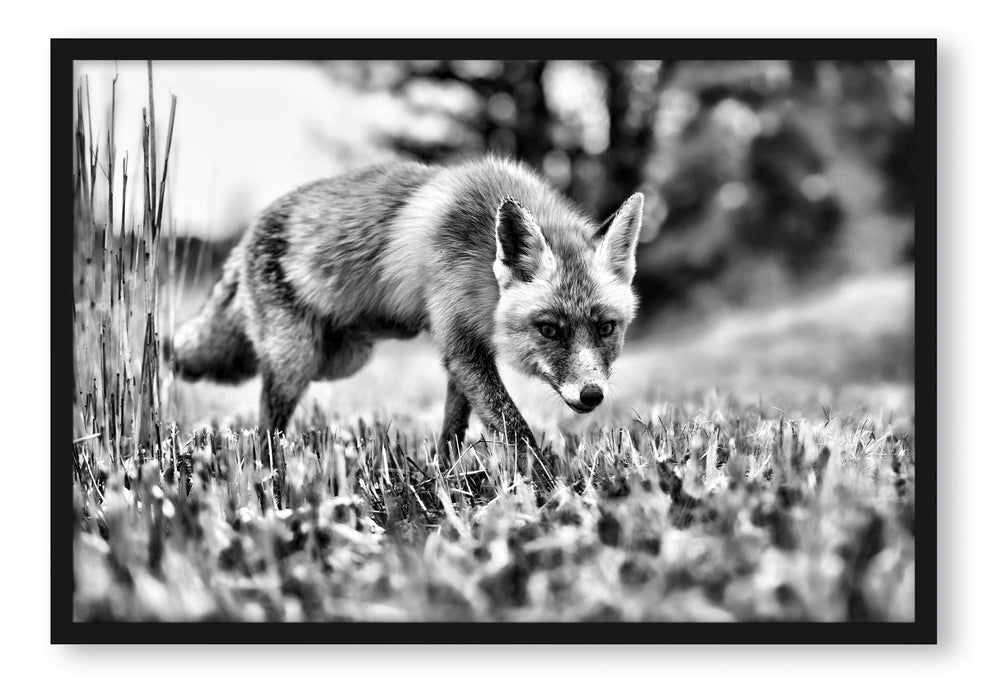 Pixxprint Schöner Fuchs, Poster mit Bilderrahmen