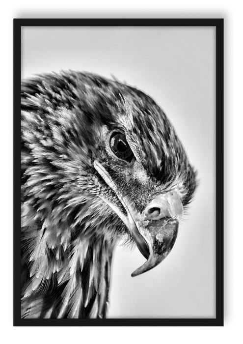 Pixxprint Adler Porträt, Poster mit Bilderrahmen