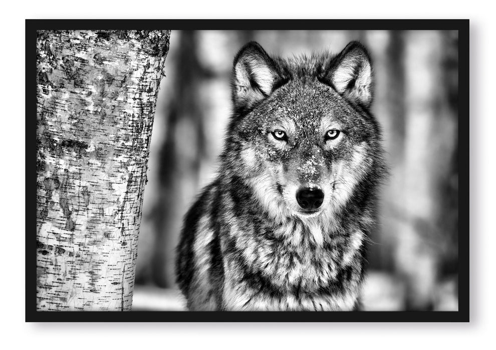 Pixxprint Wachsamer Wolf, Poster mit Bilderrahmen