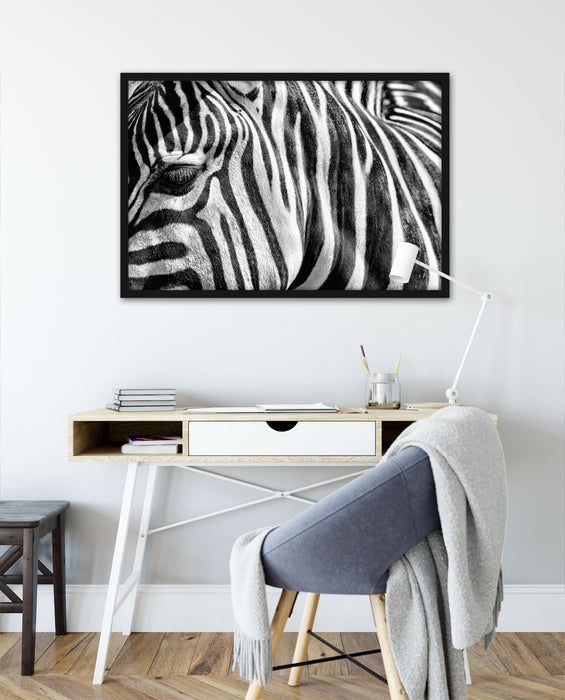 Zebra Porträt, Poster mit Bilderrahmen