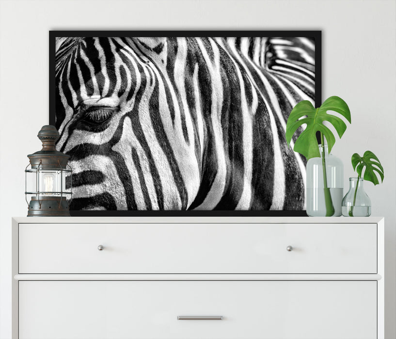 Zebra Porträt, Poster mit Bilderrahmen