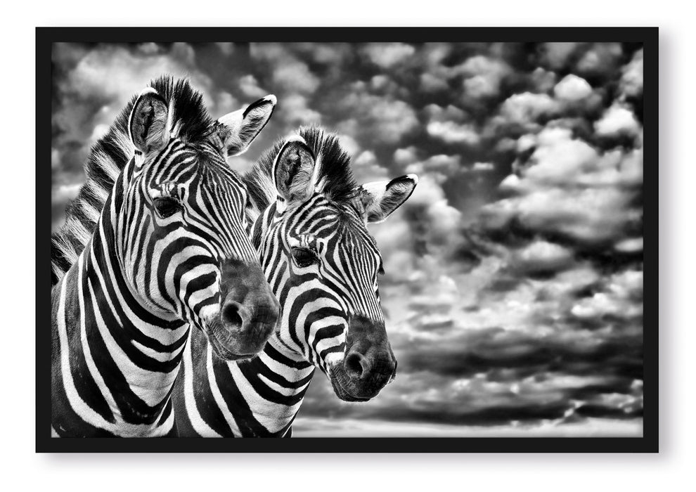 Pixxprint Zebra Pärchen, Poster mit Bilderrahmen