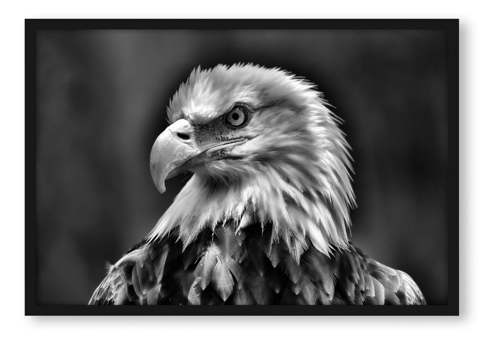 Pixxprint Mächtiger Weißkopfseeadler, Poster mit Bilderrahmen