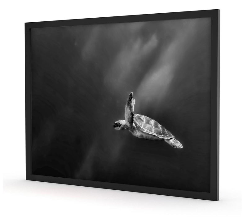 Alte Schildkröte im Meer, Poster mit Bilderrahmen