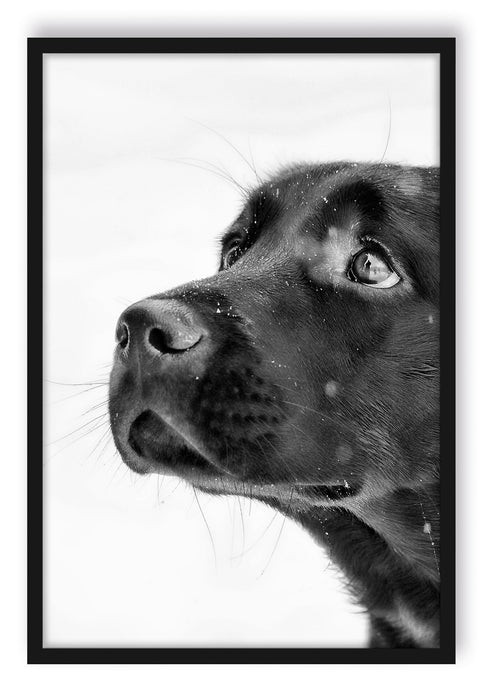 Pixxprint Schwarzer Labrador im Schnee, Poster mit Bilderrahmen