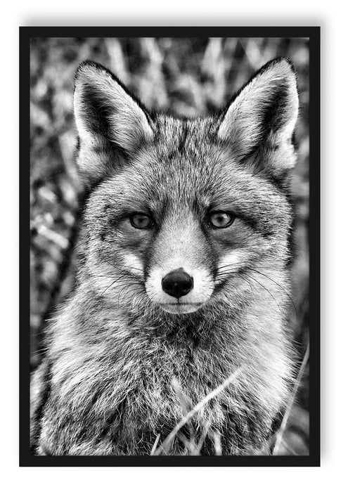 Pixxprint aufmerksamer Fuchs im Geäst, Poster mit Bilderrahmen