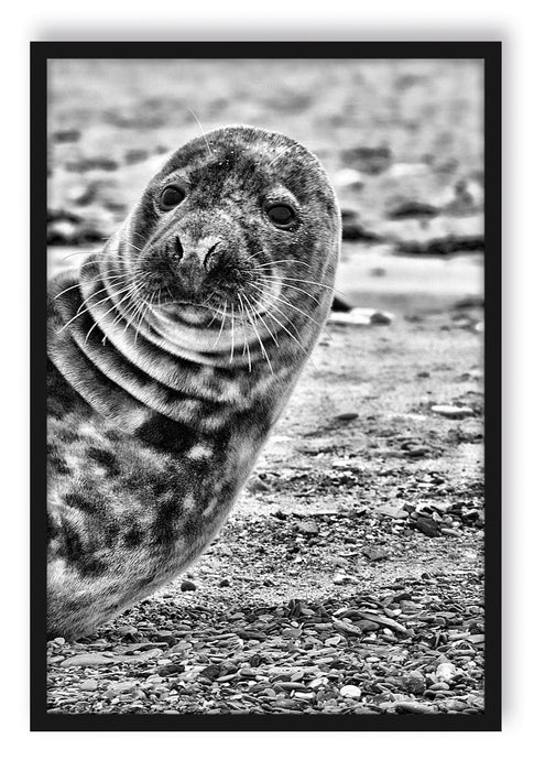 Pixxprint Robbe an Kiesstrand, Poster mit Bilderrahmen
