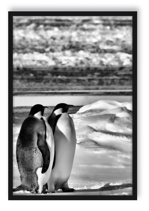Pixxprint Kaiserpinguine, Poster mit Bilderrahmen