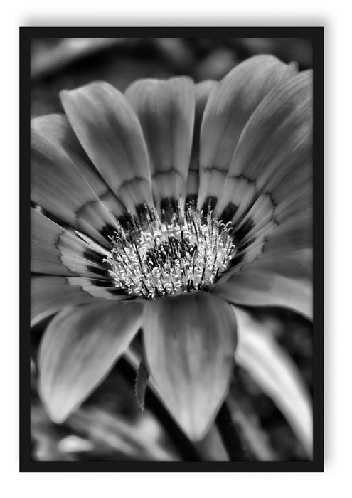 Pixxprint große orangefarbene Blüte, Poster mit Bilderrahmen