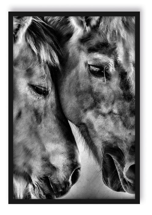 Pixxprint zwei liebevolle Pferde, Poster mit Bilderrahmen