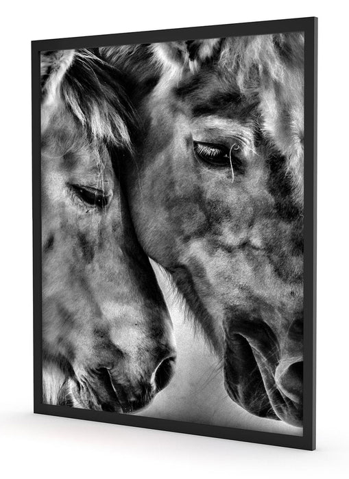 zwei liebevolle Pferde, Poster mit Bilderrahmen