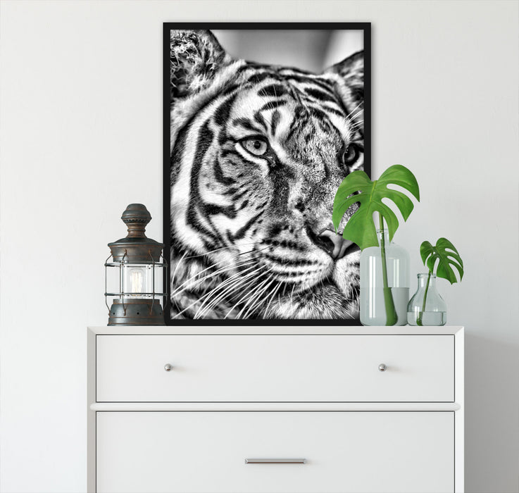 schöner Tiger, Poster mit Bilderrahmen