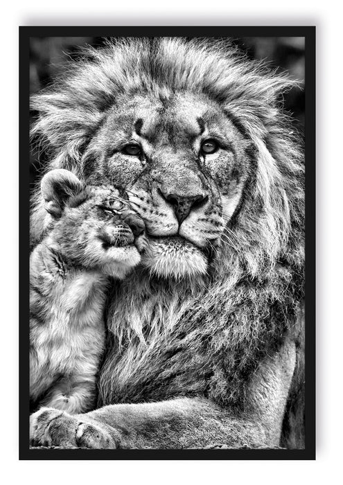 schöner Löwe mit Jungtier, Poster mit Bilderrahmen