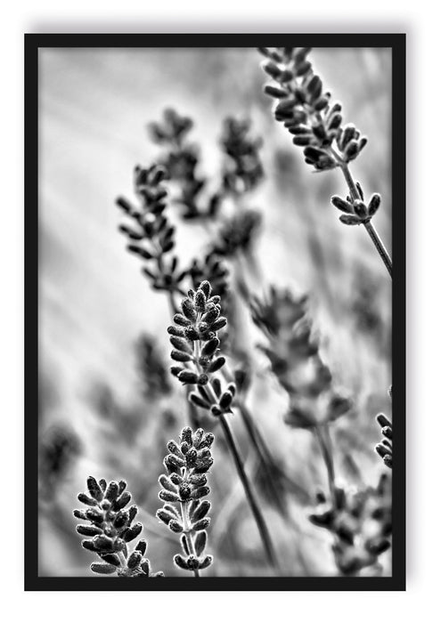 Pixxprint Lavendel, Poster mit Bilderrahmen