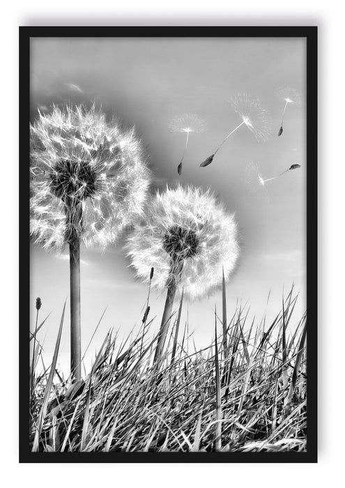 Pixxprint Pusteblumen auf Frühlingswiese, Poster mit Bilderrahmen