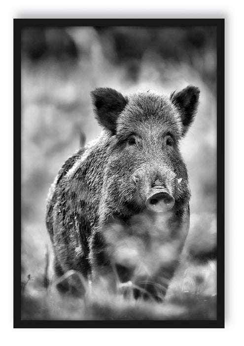 Pixxprint Wildschwein auf Wiese, Poster mit Bilderrahmen