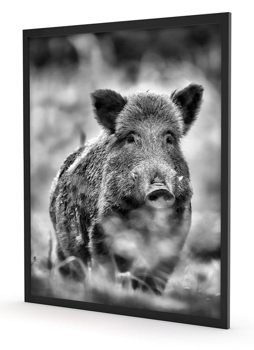 Wildschwein auf Wiese, Poster mit Bilderrahmen