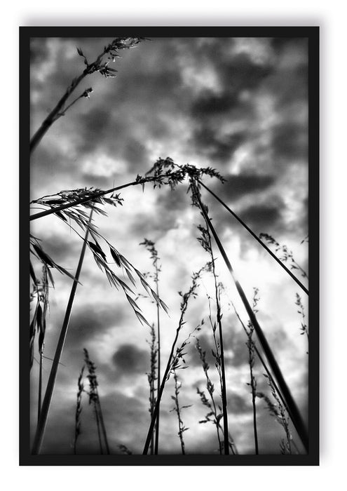 Pixxprint Grashalme mit dunklem Himmel, Poster mit Bilderrahmen