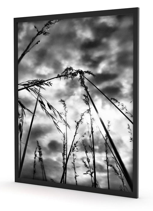 Grashalme mit dunklem Himmel, Poster mit Bilderrahmen