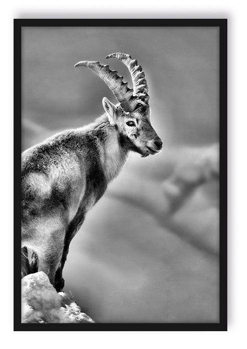 Pixxprint Steinbock im Schnee, Poster mit Bilderrahmen